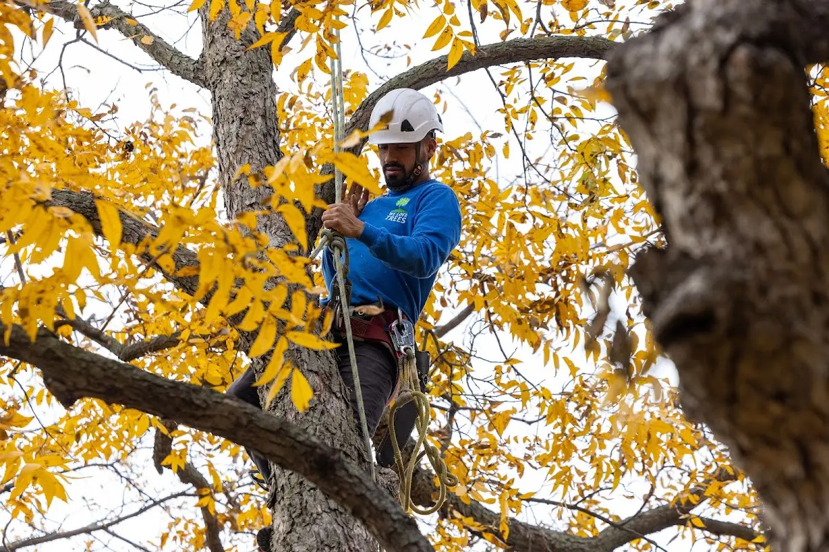Skilled Tree Transplanting crew working in Parker