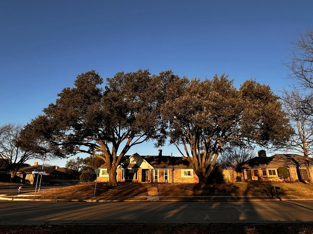Established residential canopy tree shading a home in Parker